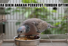 Jangan Salah Rawat! Ini Cara Bikin Anakan Perkutut Tumbuh Optimal