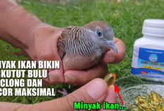 Rahasia Jos Lur! Minyak Ikan Bikin Perkutut Bulu Kinclong dan Gacor Maksimal