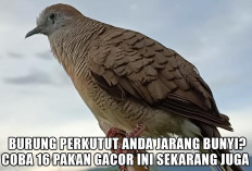 Burung Perkutut Anda Jarang Bunyi? Coba 16 Pakan Gacor Ini Sekarang Juga