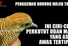 Penggemar Burung Wajib Tahu, Ini Ciri-ciri Perkutut Udan Mas yang Asli, Awas Tertipu! 