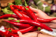 Bukan Banyuasin, Ternyata Ini Kabupaten Produksi Cabai Terbanyak di Sumsel