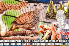 5 Jenis Burung Perkutut Kesayangan Raja-Raja Nusantara yang Kini Jadi Incaran Kolektor Burung Bernilai Tinggi