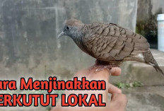 Pasti Berhasil! 3 Cara Ampuh Menjinakkan Perkutut Lokal, Langsung Nurut dan Gacor!