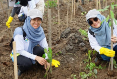 Tanam Mangrove di Desa Sungsang IV Banyuasin, Ternyata ini Tujuan Mulia PLN PUSMANPRO UPMK III