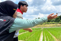 Pujangga PEP Pendopo dan Petani Perempaun Talang Ubi Utara Dongrak Panen Lewat Pertanian Organik