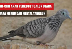 Ciri-Ciri Anak Perkutut Calon Juara, Suara Merdu dan Mental Tangguh