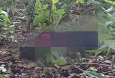 OKI Heboh!! Bocah SD Ditemukan Tak Bernyawa di Kebun Karet