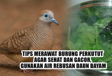 Tips Merawat Burung Perkutut agar Sehat dan Gacor, Gunakan Air Rebusan Daun Bayam