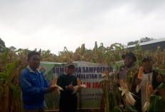 Dukung Program Ketahanan Pangan, Polsek Pemulutan dan Kelompok Tani Desa Lakukan Cara Ini