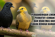 Perbandingan Lengkap Perkutut Cemani dan Udan Mas dari Suara hingga Karakter