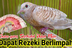 Kilau Emas Pembawa Hoki! Perkutut Udan Mas, Si Pesona Keberuntungan