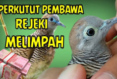 7 Burung Perkutut Pembawa Hoki, Bisa Bikin Pemiliknya Jadi Sultan dan Banjir Rezeki!