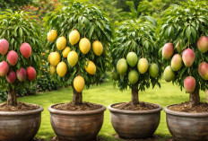 6 Jenis Mangga yang Cocok Ditanam Dalam Pot, Cepat Berbuah dan Rasa Juara!