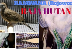 Perkutut Rajawana: Berkarakter Keras dan Berwibawa, Pas untuk Dipelihara Aparat dan Pemimpin