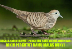 Awas! 6 Kesalahan Merawat Perkutut yang Harus Dihindari, Bikin Perkutut Kamu Malas Bunyi