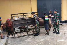 Satgas Yonif 141 Aneka Yudha Jaya Prakosa Gelar Penyembelihan Hewan Kurban, Ini Lokasinya