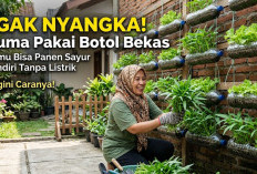 GAK NYANGKA! Cuma Pakai Botol Bekas, Kamu Bisa Panen Sayur Sendiri Tanpa Listrik, Begini Caranya!