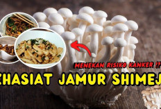 Rahasia Imun Kuat Tanpa Obat! Inilah 5 Manfaat Jamur Shimeji untuk Kesehatan Tubuh yang Tinggi Antioksidan