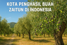 Bukan di Arab atau Eropa! 6 Kota Ini Jadi Bukti bahwa Indonesia Bisa Hasilkan Buah Zaitun Berkualitas Ekspor