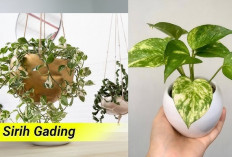 Unik, dan Bernilai Tinggi! 6 Jenis Sirih Ini Berhasil Mencuri Hati dan Jadi Primadona Pecinta Tanaman Hias
