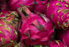 Ternyata Buah Naga Bisa Turunkan Berat Badan? Simak Alasannya Disini!
