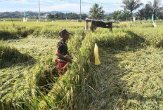 Petani Ngeluh, Puluhan Hektar Padi di Desa Tanjung Payung Lahat Rusak, Ini Penyebabnya