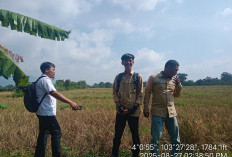 GERCEP! Dinas TPHP Lahat 'Keker' Sawah Diserang Hama Tikus, Jiki Rinalzon: Segera Ambil Tindakan