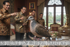 Bukan Perkutut Biasa! Ini 7 Jenis Bertuah yang Dicari Para Pejabat dan Raja