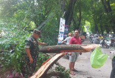 Evakuasi Pohon Tumbang, Ini Respon Cepat Babinsa Kodim Palembang