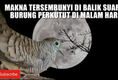 Makna Tersembunyi di Balik Suara Burung Perkutut di Malam Hari, Pertanda Cinta, Alam, atau Rezeki?