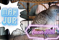 Perkutut Lokal Pati: Simbol Kehormatan dan Kicau Klasik dari Kota Mina Tani