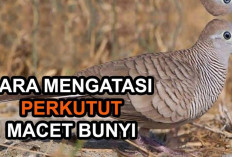 Cara Mengatasi Perkutut Macet Bunyi Agar Kembali Gacor!