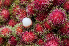 Ini Dia Kecamatan Penghasil Rambutan Terbanyak di Palembang, Berdasarkan Data BPS Februari 2025!