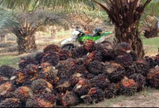 Waduh, Harga Jual TBS Kelapa Sawit Merosot Hingga Dibandrol Rp 3.190,22 Perkilogram