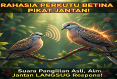 RAHASIA Perkutut Betina Pikat Jantan! Ini Suara Panggilan Asli yang Bikin Jantan Langsung Respons