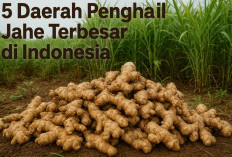 Didominasi Pulau Jawa! 5 Daerah Penghasil Jahe Terbesar di Indonesia, Bawa Kejayaan Komoditas Rempah Nusantara