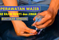 Gacor Gak Nanggung! 5 Rahasia Rawat Perkutut ala Jawara