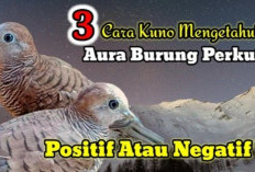 Bukan Sembarang Burung! Ini 3 Cara Kuno Mengetahui Apakah Aura Perkutut Membawa Keberuntungan atau Petaka