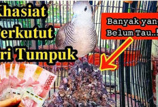 Keistimewaan Perkutut Katuranggan Sri Tumpuk, Ciri Ajaib hingga Tuah Kekayaan yang Dipercaya Turun-Temurun