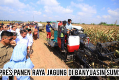 Panen Raya Jagung di Banyuasin, Wapres Gibran Puji Potensi Besar yang Dimiliki Provinsi Sumatera Selatan