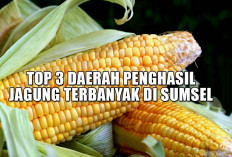 Top 3 Daerah Penghasil Jagung Terbanyak di Sumsel, Mana Paling Produktif?
