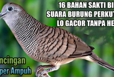 Bukan Cuma Vitamin! Ini 16 Bahan Sakti Bikin Suara Burung Perkutut Lo Gacor Tanpa Henti