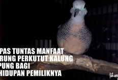 Dari Pola Lurik hingga Tuahnya, Kupas Tuntas Manfaat Burung Perkutut Kalung Tepung bagi Kehidupan Pemiliknya
