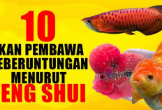 10 Ikan Pembawa Keberuntungan Menurut Feng Shui, Siap-Siap Jadi Sultan Mendadak!