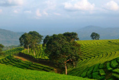 Rencanakan Liburan Akhir Tahun di Pagaralam, Sumatera Selatan: Wisata Alam Penuh Pesona, Gak Bakalan Nyesel!