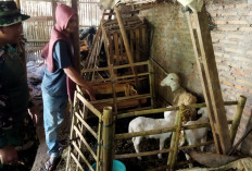 Intip Kegigihan Pak Supriyono, Warga Tengaran yang Bikin Usaha Ternak Kambing Jadi Tabungan Masa Depan