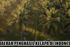 8 Daerah Penghasil Kelapa di Indonesia, Produksi Melimpah, Kualitas Unggul, dan Potensi Ekspor Menjanjikan