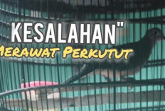 6 Hal yang Sering Salah Saat Merawat Burung Perkutut, Bisa Turunkan Kualitas Suara