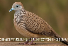 Makin Dicari Kolektor! Ini Keistimewaan Perkutut Bangkok yang Bikin Penasaran