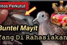 Perkutut Buntel Mayit, Si Burung Mistis dengan Suara Khas yang Bikin Kolektor Berebut Meski Harganya Selangit